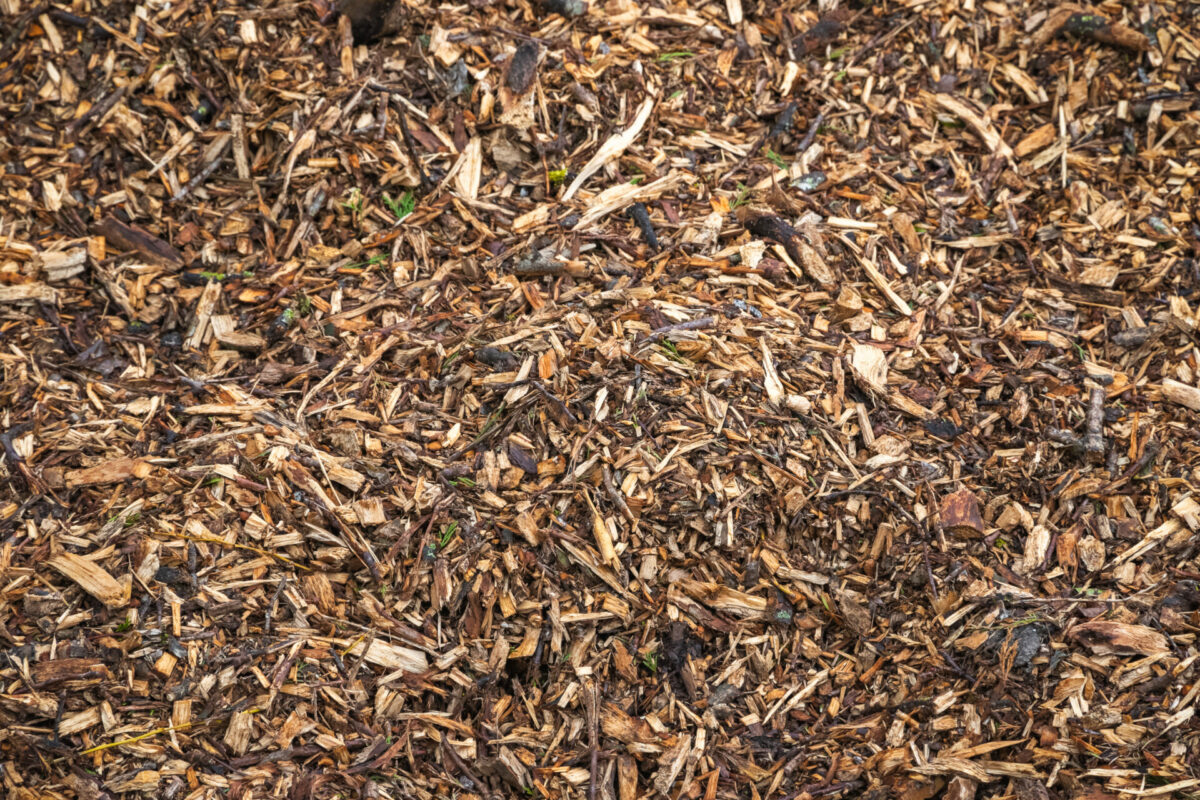 Wood chips and twigs